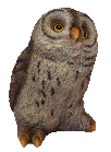 Picture of my owl